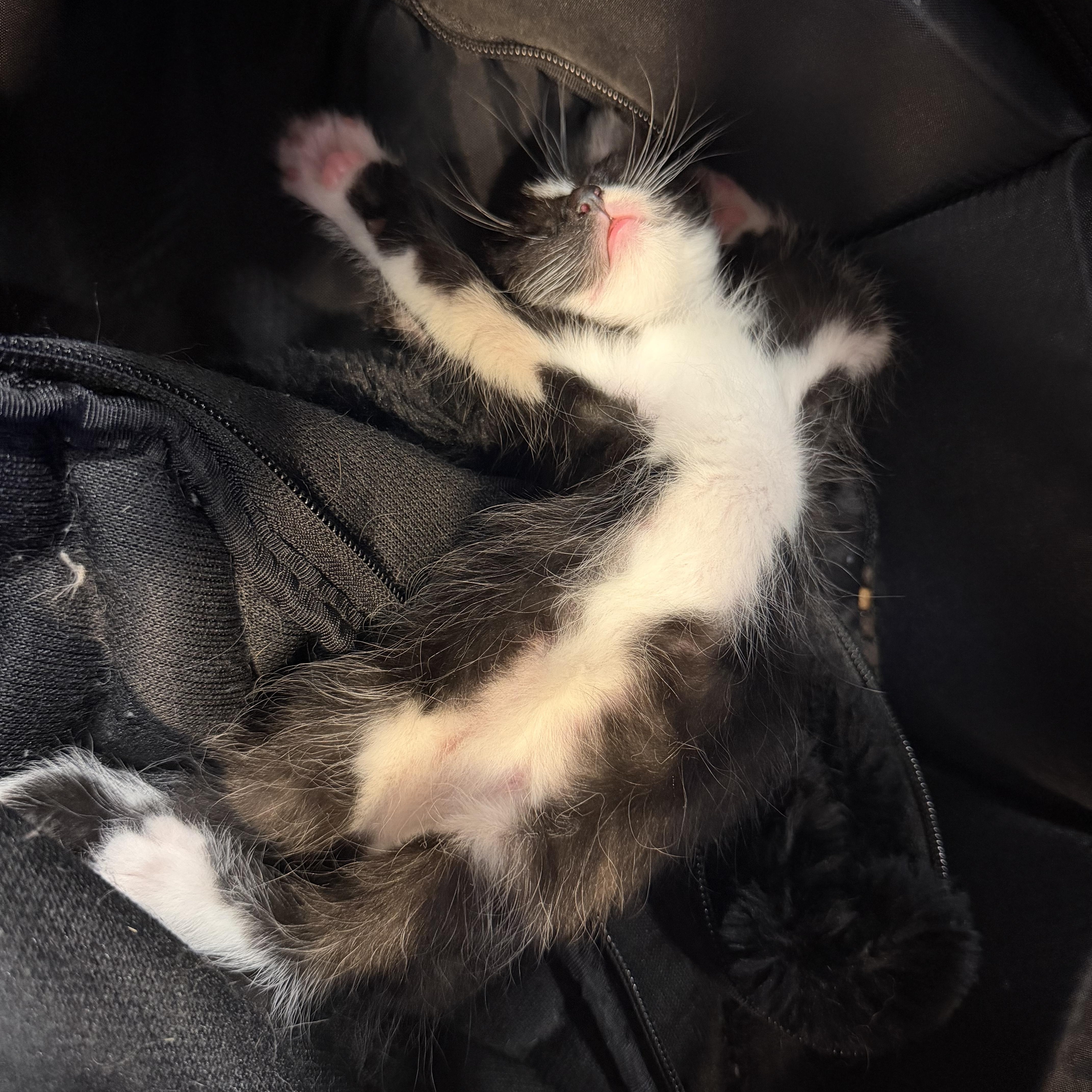 A baby medium-sized male Black & White / Tuxedo Domestic Short Hair cat named Onyx for adoption in Buffalo, NY
