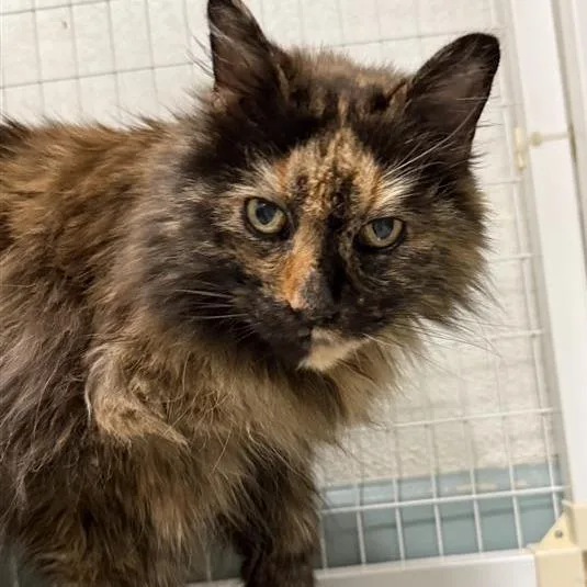 A senior medium-sized female Brown / Chocolate Domestic Long Hair cat named Checkers for adoption in Mount Shasta, CA