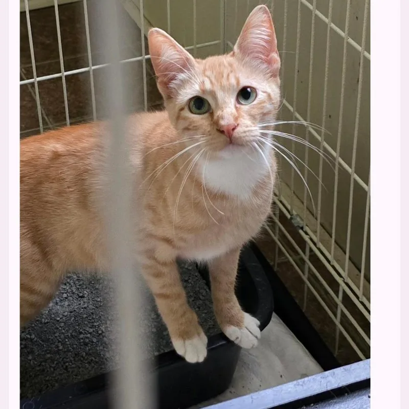 A young small-sized female Orange / Red Domestic Short Hair cat named Mango Sherbet for adoption in Austin, TX