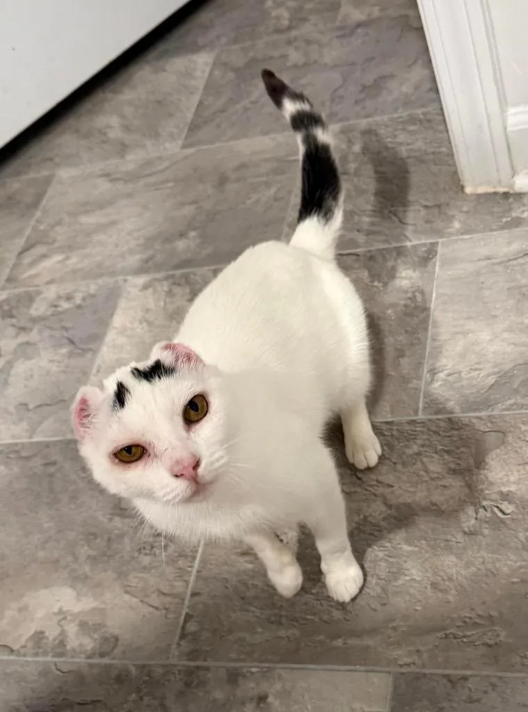 A young large-sized female Domestic Short Hair cat named Dorothy for adoption in Augusta, GA