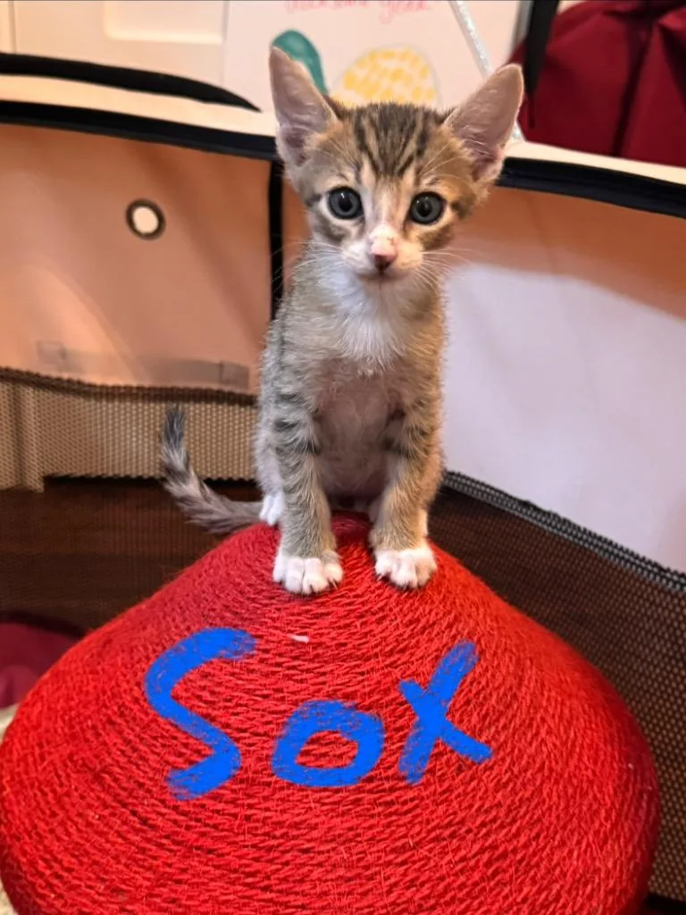 Sox
