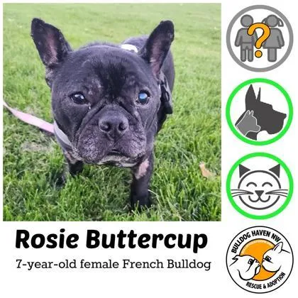 An adult small-sized female French Bulldog dog named Rosie Buttercup for adoption in Bonney Lake, WA