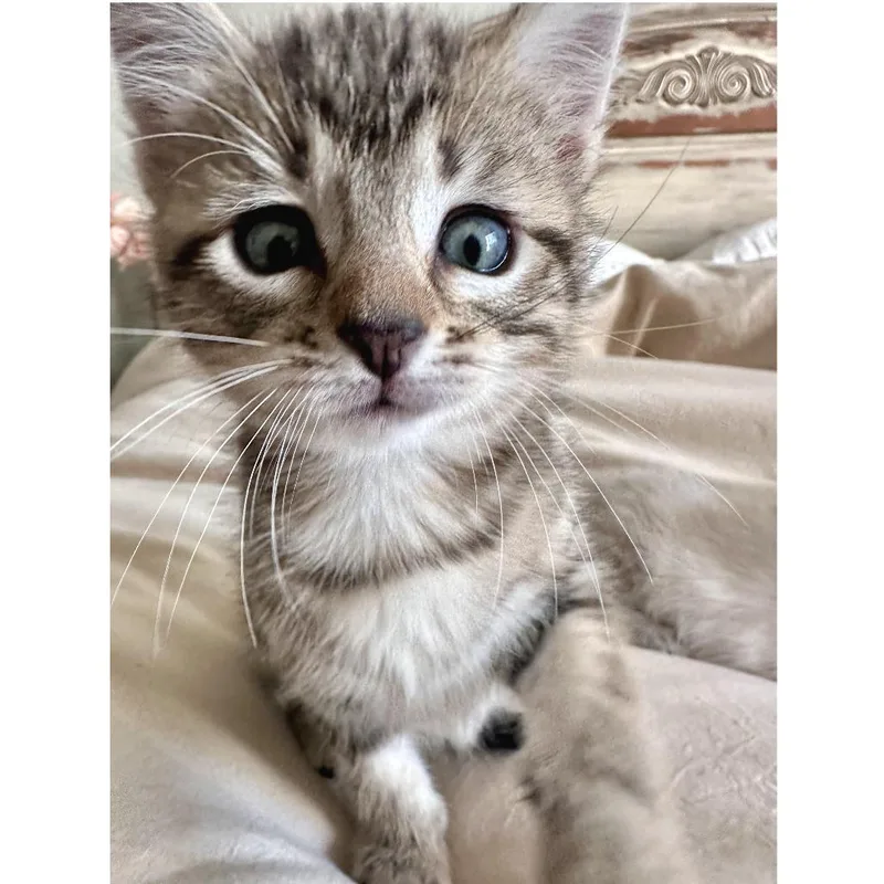 A baby small-sized female Brown / Chocolate Domestic Short Hair cat named Koala for adoption in Austin, TX