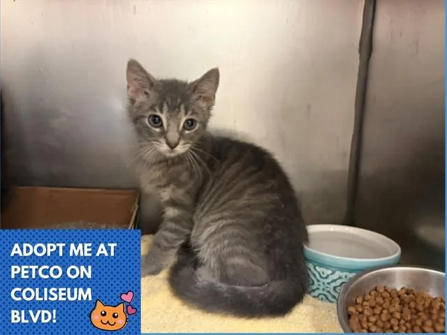A baby small-sized male Domestic Short Hair cat named Kevin for adoption in Fort Wayne, IN