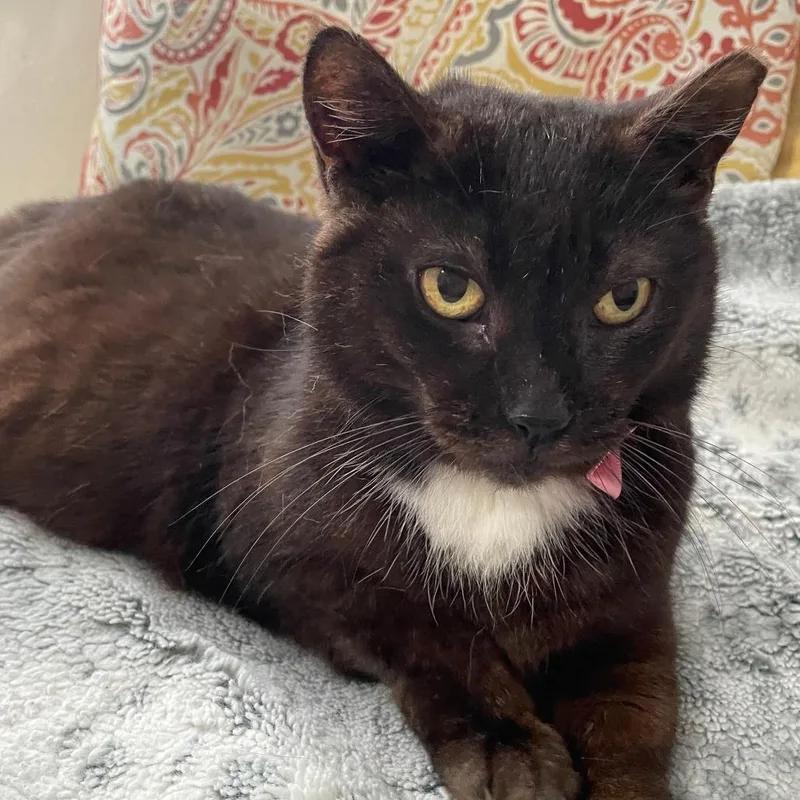 A senior large-sized female Brown / Chocolate Domestic Short Hair cat named Sophia for adoption in Hamburg, NY