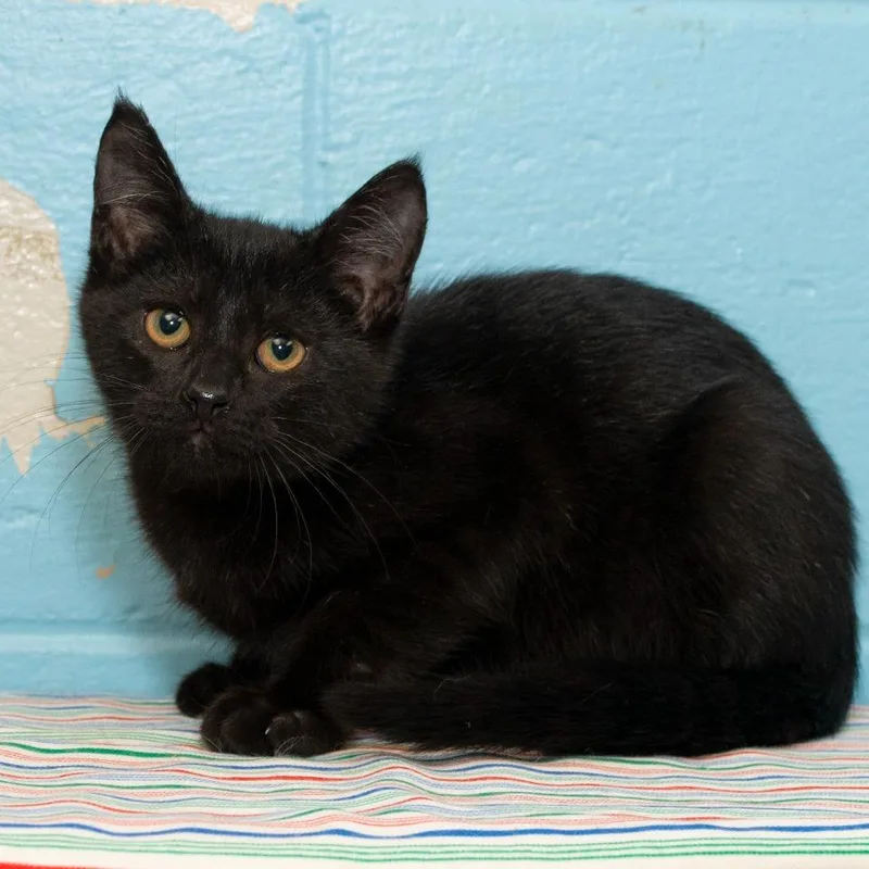 A baby small-sized male Domestic Medium Hair cat named Raphael for adoption in Troy, OH