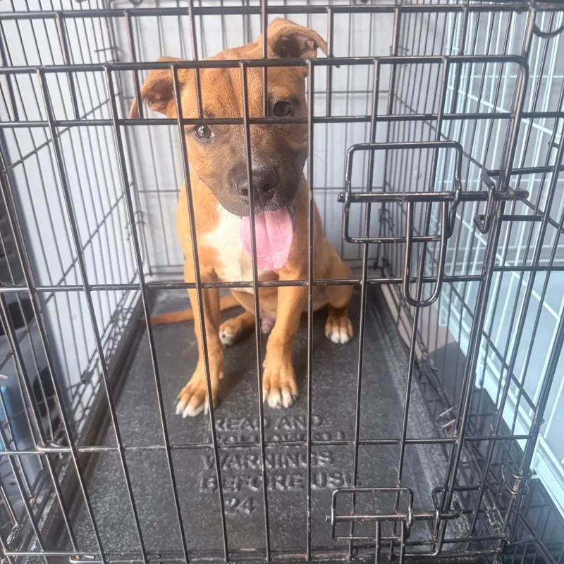 A baby small-sized male Brown / Chocolate Mixed Breed dog named Tony for adoption in Jupiter, FL