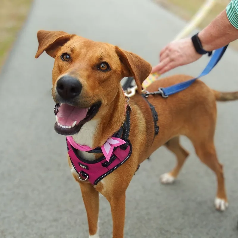 An adult medium-sized female Red / Chestnut / Orange Hound dog named Addie for adoption in Sanford, NC