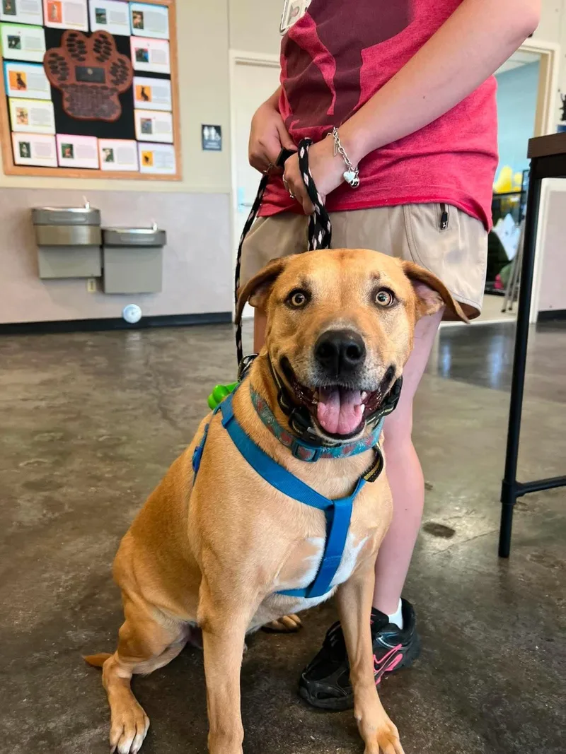 An adult medium-sized male Shepherd dog named Tommy for adoption in Rockwall, TX
