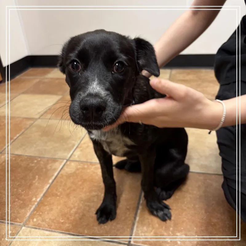 A baby small-sized female Black Labrador Retriever dog named FWT Winki for adoption in Midland, TX
