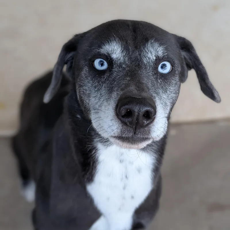 A senior medium-sized female Black Labrador Retriever dog named Yuki for adoption in Mountain Center, CA