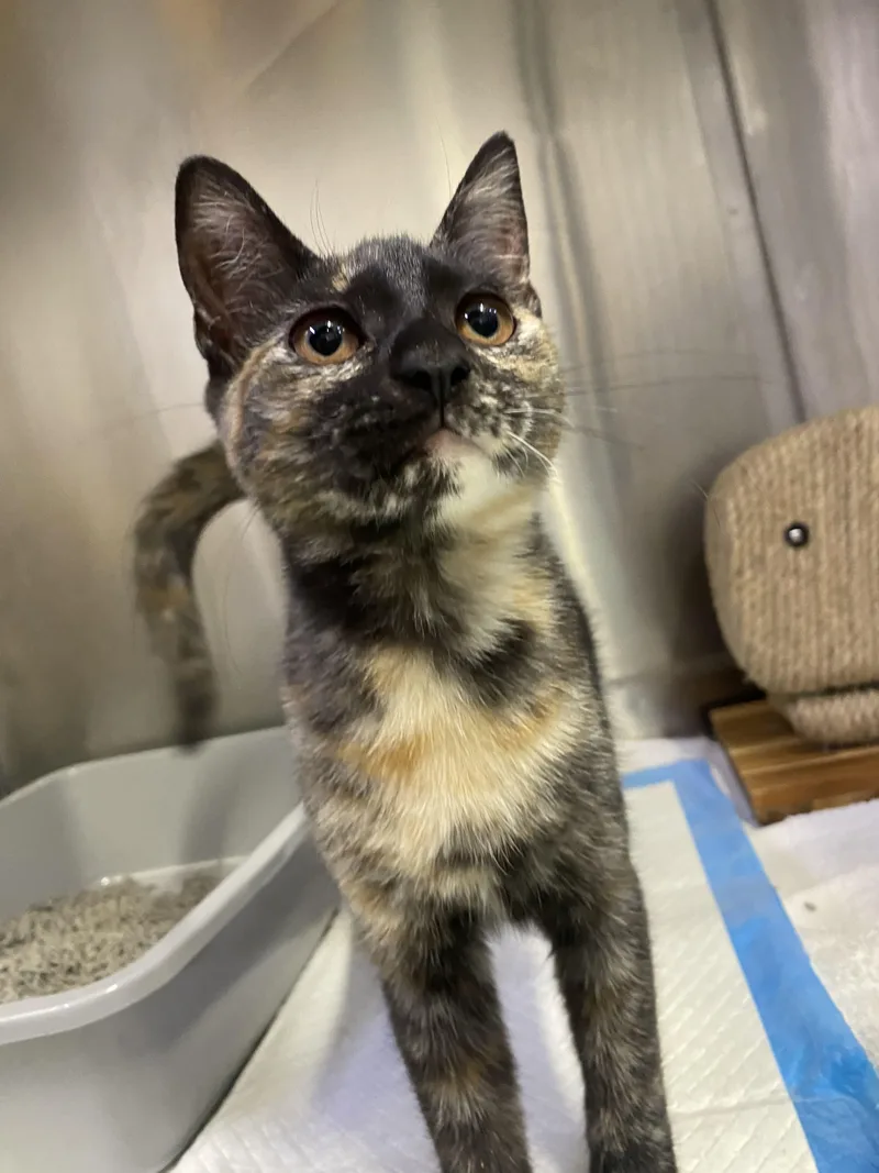 A baby small-sized female Domestic Short Hair cat named Lilo and Torti for adoption in Waltham, MA