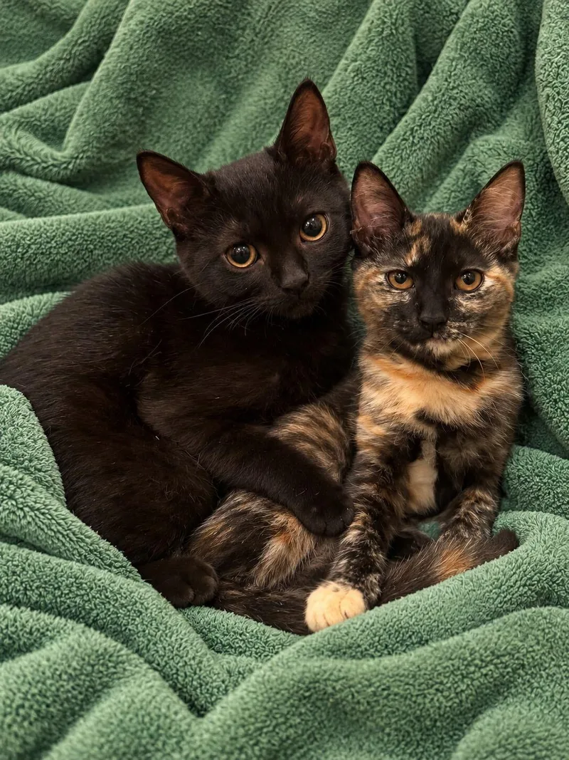 Lilo and Torti thumbnail 4