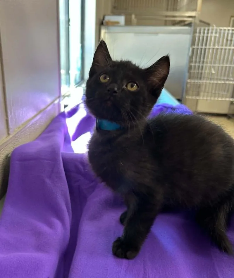 A baby small-sized male Domestic Short Hair cat named Ash for adoption in Lavonia, GA