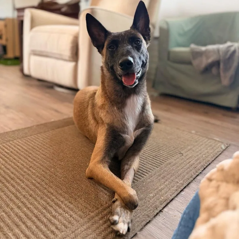An adult small-sized female Yellow / Tan / Blond / Fawn Belgian Shepherd / Malinois dog named Athena for adoption in Dallas, TX