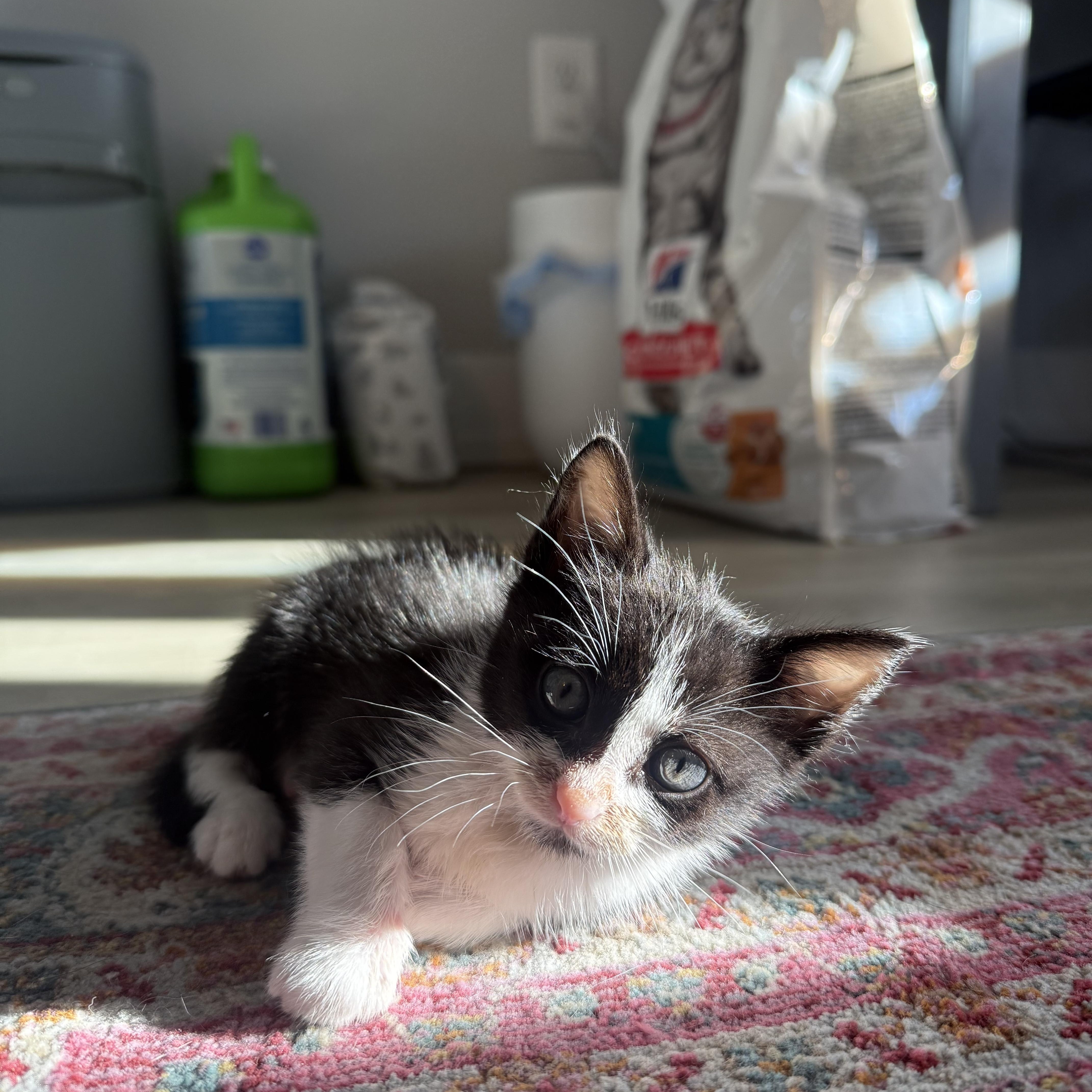 A baby medium-sized male Tuxedo cat named Uofsc for adoption in Columbia, SC