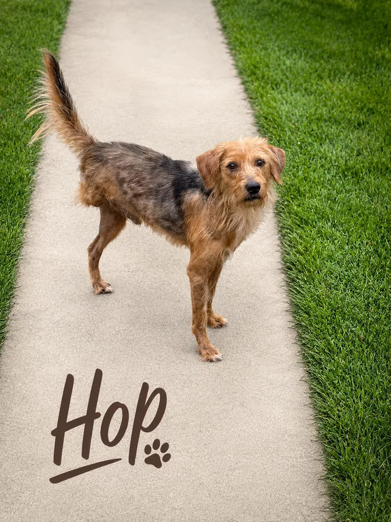 Hop