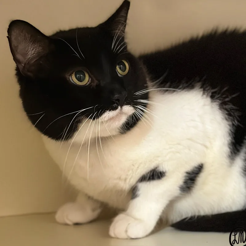 An adult large-sized male Black & White / Tuxedo Domestic Short Hair cat named Sarg for adoption in Victor, NY