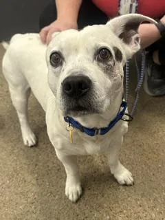 A young medium-sized male White / Cream Pit Bull Terrier dog named Tito for adoption in Cleveland, OH