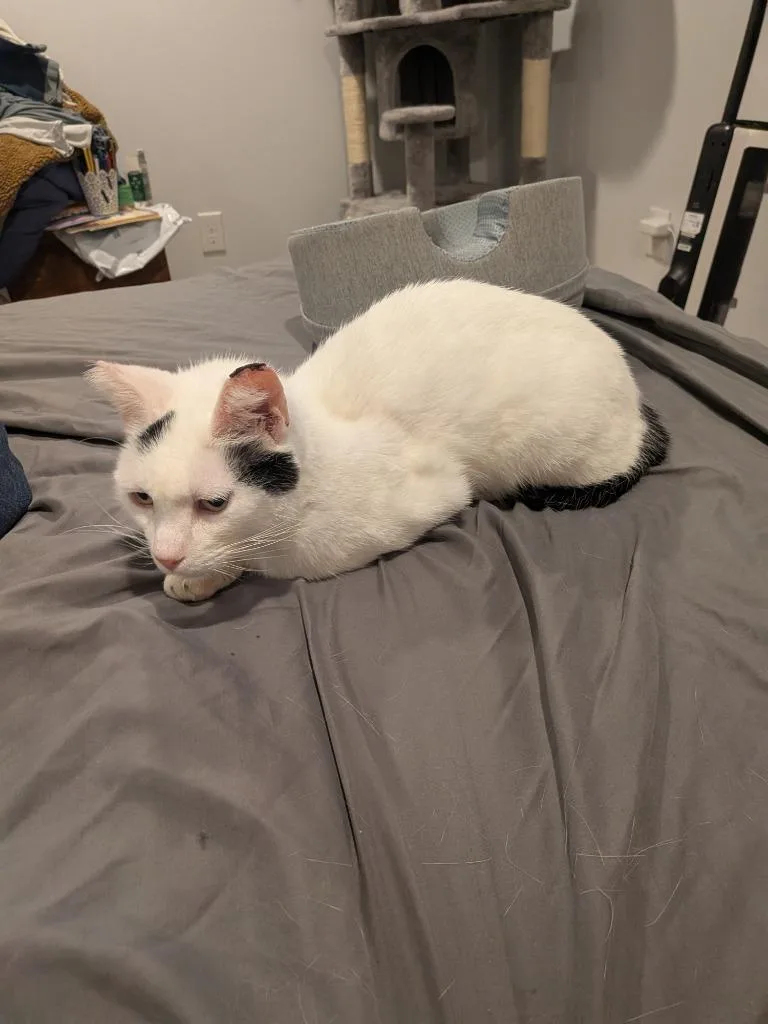 An adult medium-sized male Domestic Short Hair cat named Sharkbait for adoption in Ogden, UT