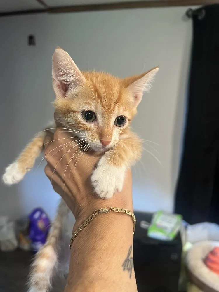 Benji