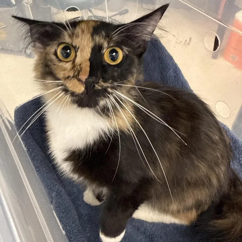 An adult medium-sized female Calico Domestic Long Hair cat named Tiger Lilly for adoption in Evansville, IN