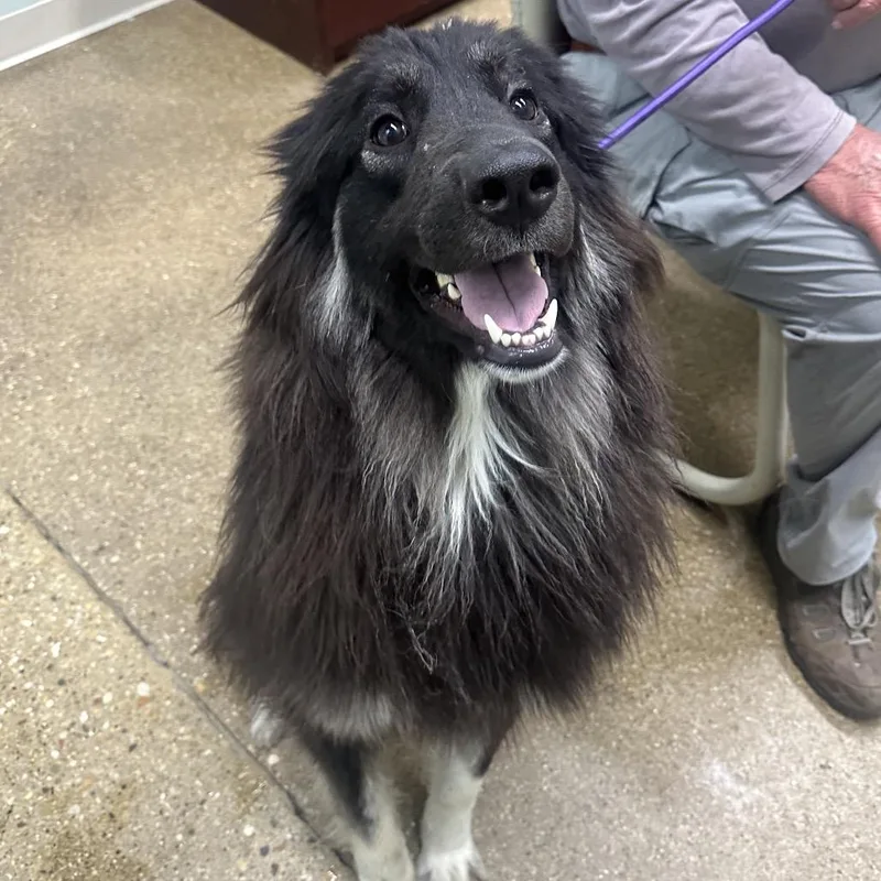 A young large-sized female Black Mixed Breed dog named Alex for adoption in Skokie, IL