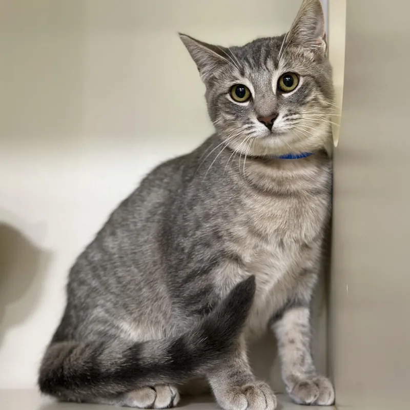 A baby medium-sized male Tabby (Buff / Tan / Fawn) Domestic Short Hair cat named Fuzz Aldrin for adoption in Victor, NY