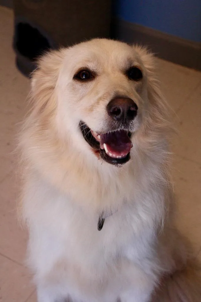 A young medium-sized female Great Pyrenees dog named Rylee for adoption in Morgantown, KY