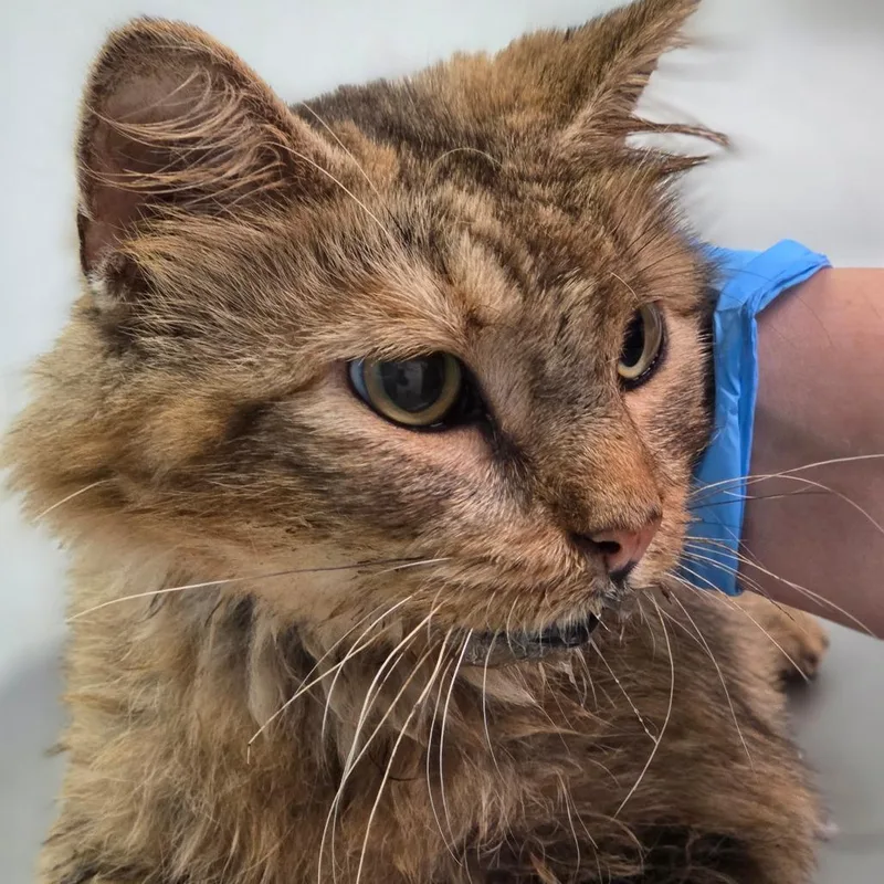 An adult medium-sized female Brown / Chocolate Domestic Medium Hair cat named Bean Boozled for adoption in Charleston, WV