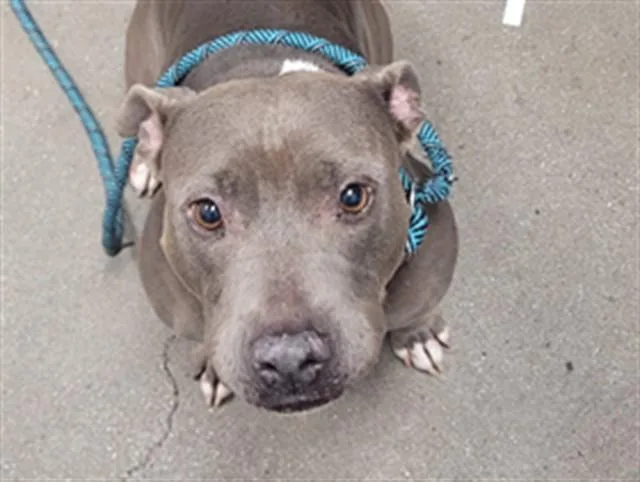Precious Aka Kya