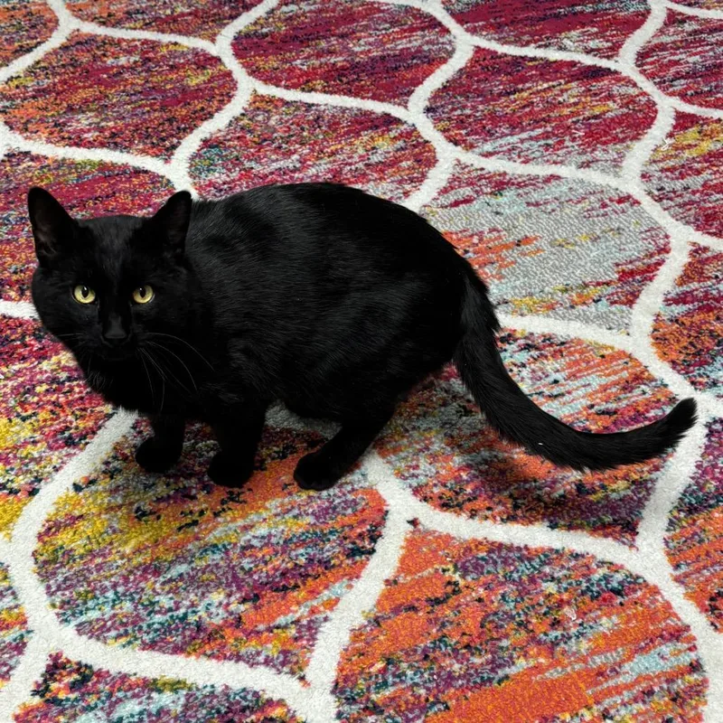 Licorice thumbnail 3