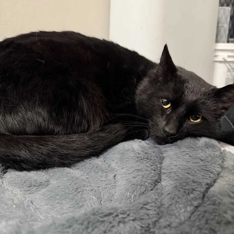 Licorice thumbnail 5