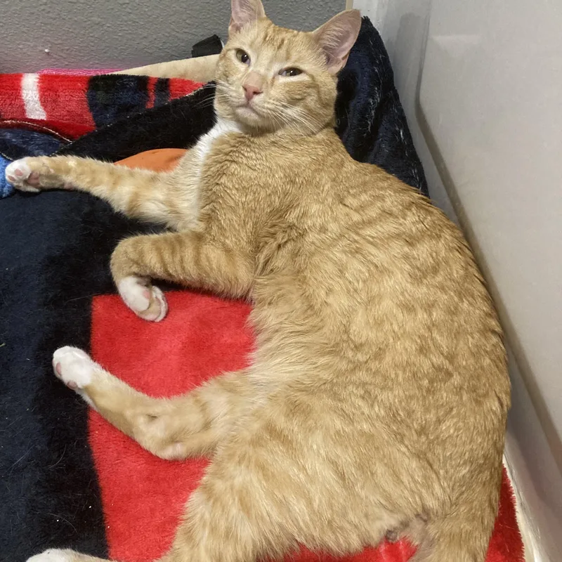An adult medium-sized male Tabby (Orange / Red) Domestic Short Hair cat named Mush for adoption in Renton , WA