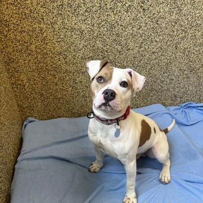 An adult medium-sized male Mixed Breed dog named Brian for adoption in Merriam, KS