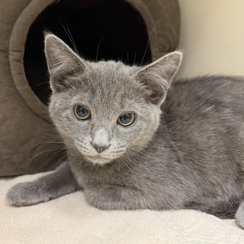 A baby small-sized female Gray / Blue / Silver Domestic Short Hair cat named Checkers for adoption in Cooperstown, NY