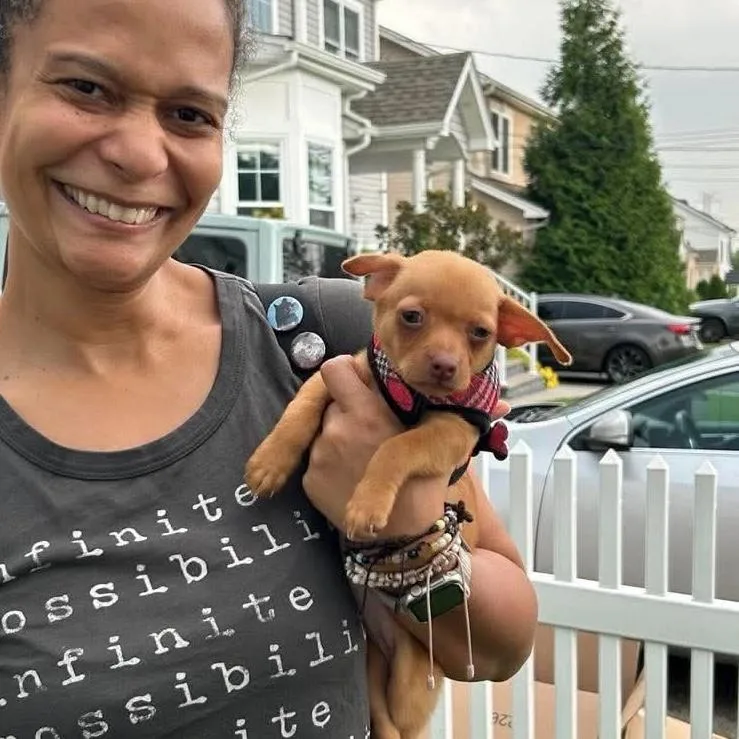 A baby small-sized female Chihuahua dog named Roxy for adoption in Verona, NJ