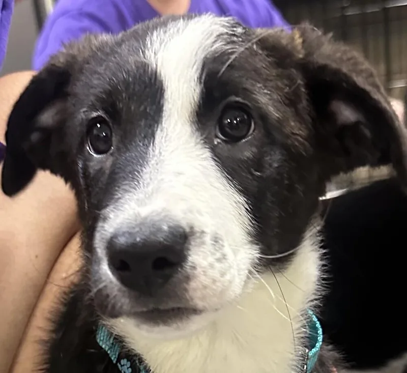 A baby small-sized female Australian Shepherd dog named Fawn Teal Collar for adoption in Anoka, MN
