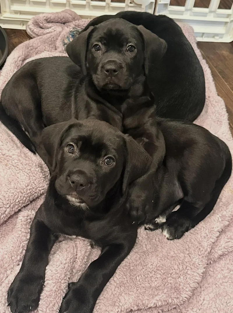 A baby large-sized female Cane Corso dog named Shell for adoption in San Antonio, TX
