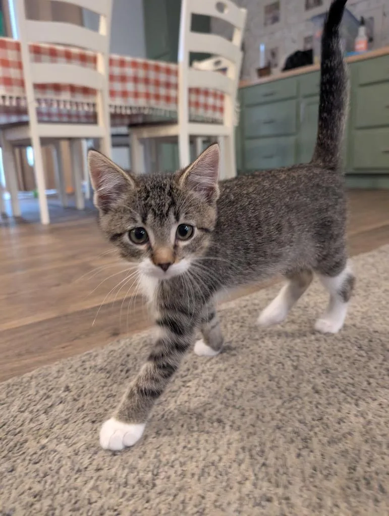 A baby medium-sized female Domestic Short Hair cat named Fanta for adoption in Logan, UT