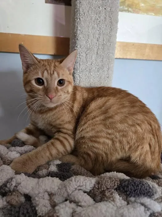 Mystery Science Theater