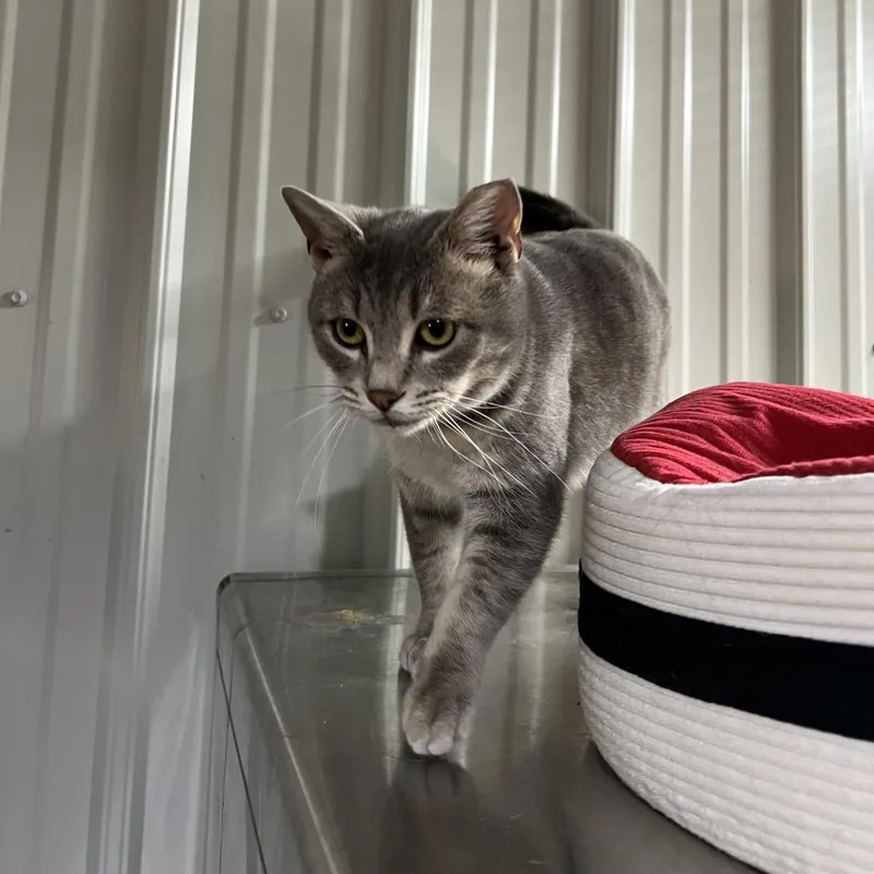 Charlotte thumbnail 3