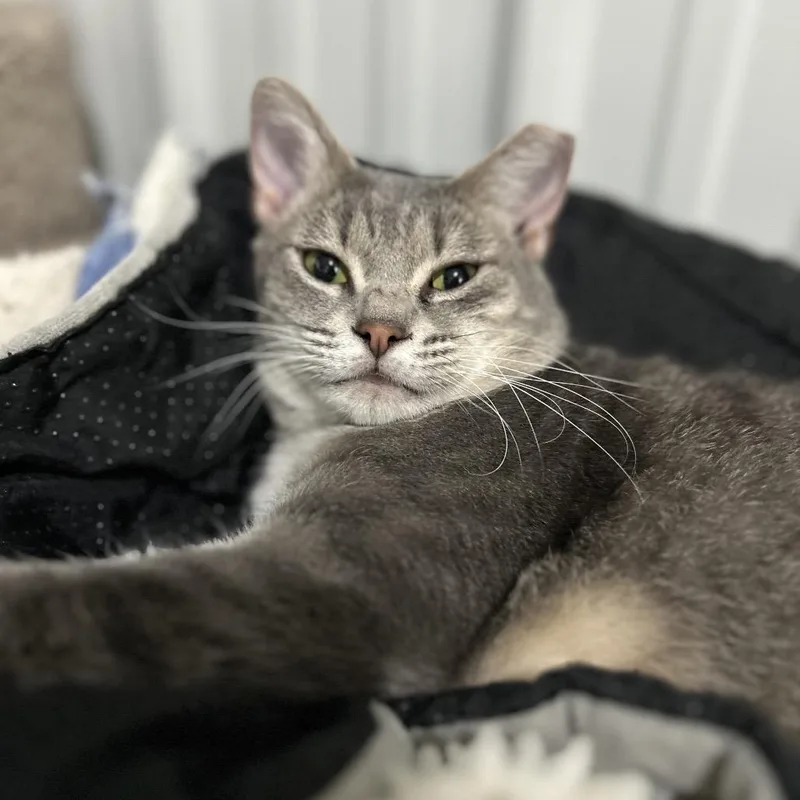 Charlotte thumbnail 4