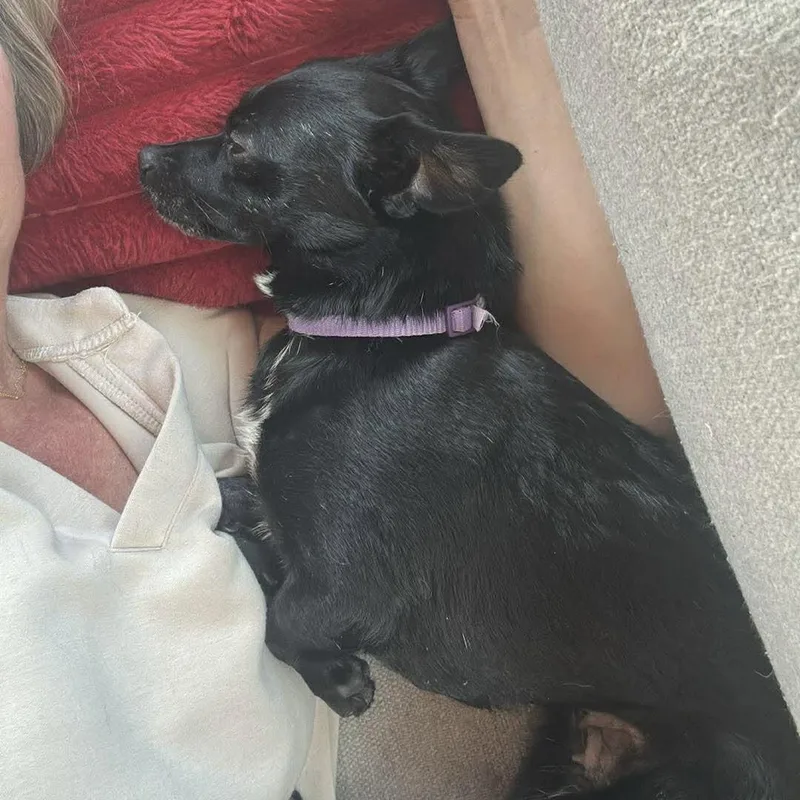 An adult small-sized female Chihuahua dog named London Lee for adoption in Hillsborough , NC