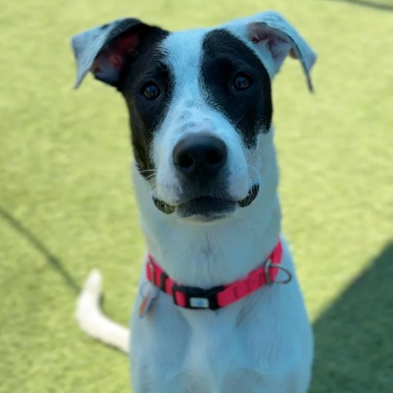 A young medium-sized female White / Cream Pit Bull Terrier dog named Dottie A for adoption in Mission Hills, CA