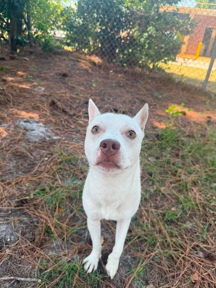 A young medium-sized male White / Cream Terrier dog named Circ for adoption in Wilmington, NC