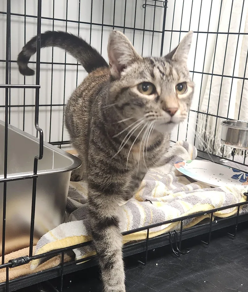 A young medium-sized female Brown / Chocolate Domestic Short Hair cat named Willow for adoption in Herndon, VA