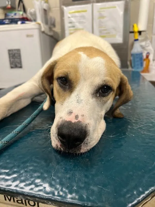 An adult medium-sized male White / Cream Mixed Breed dog named Tom for adoption in Mobile, AL