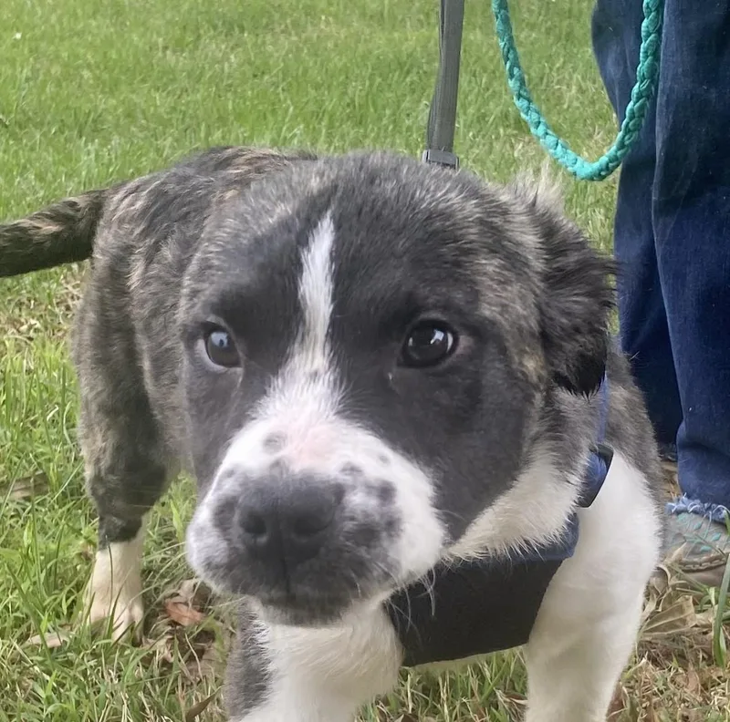 A baby medium-sized female Brindle Shepherd dog named Harbor Spunky for adoption in Andover, MA