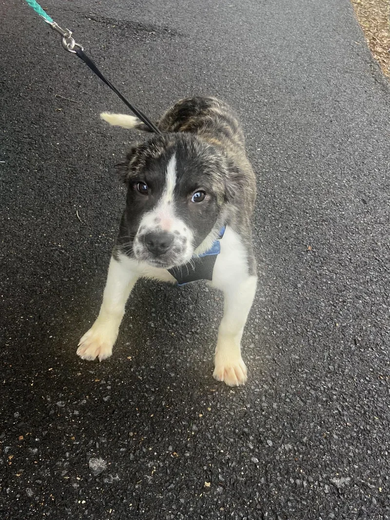 Harbor Spunky thumbnail 2